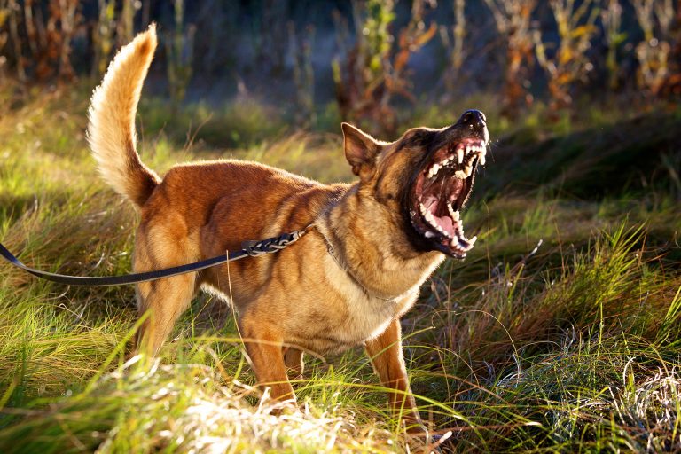 Dog Attack, Animal Bites - Poorly trained pets, bad dog, dangerous animals Personal Injury Claims Brighton